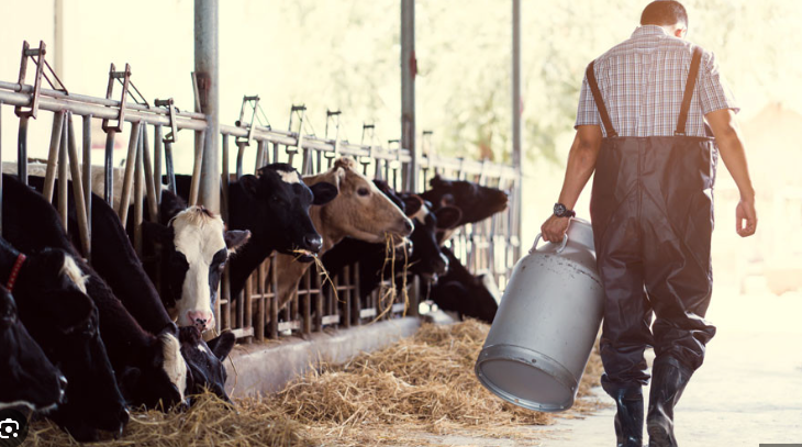Mal être homme de dos et vaches